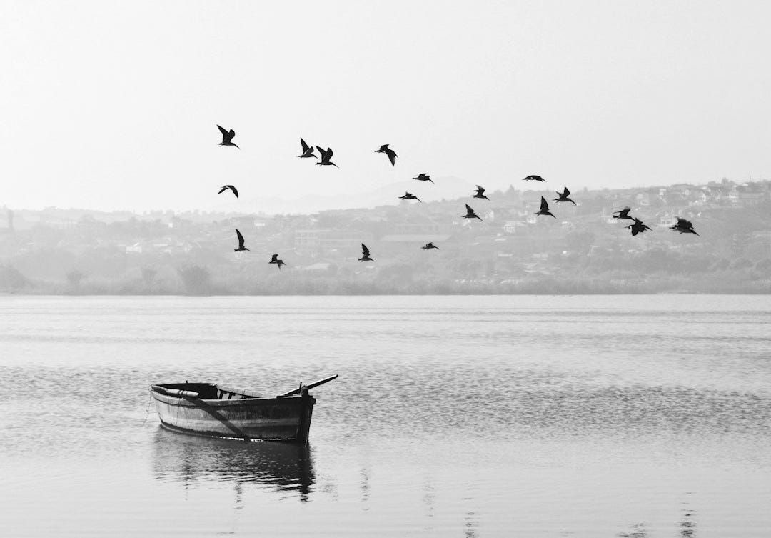 birds flying over boat birds flying over boat