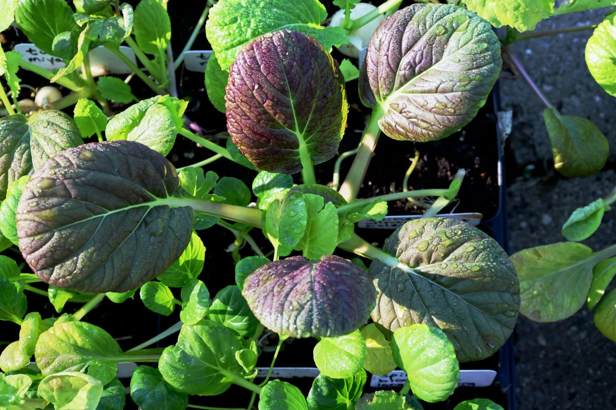 tatsoi seedlings