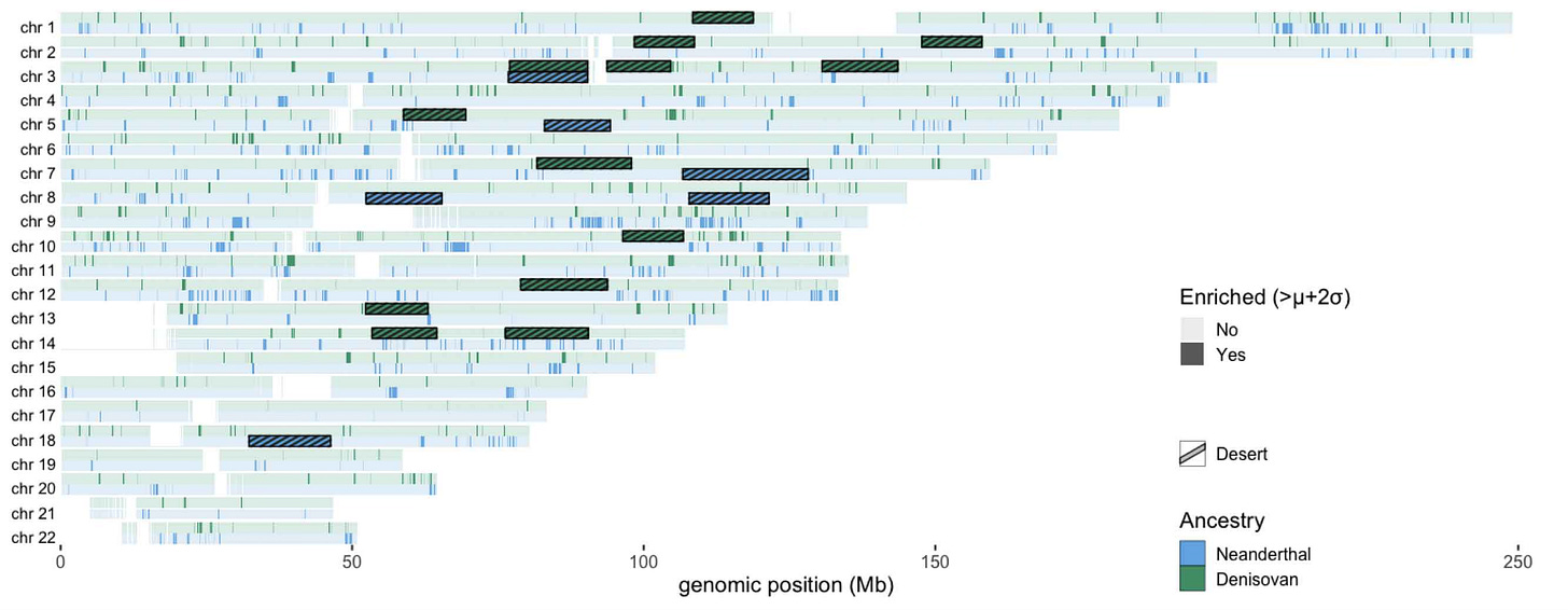 Image showing chromosome schematics with locations of thousands of Neanderthal and Denisovan segments marked Image showing chromosome schematics with locations of thousands of Neanderthal and Denisovan segments marked