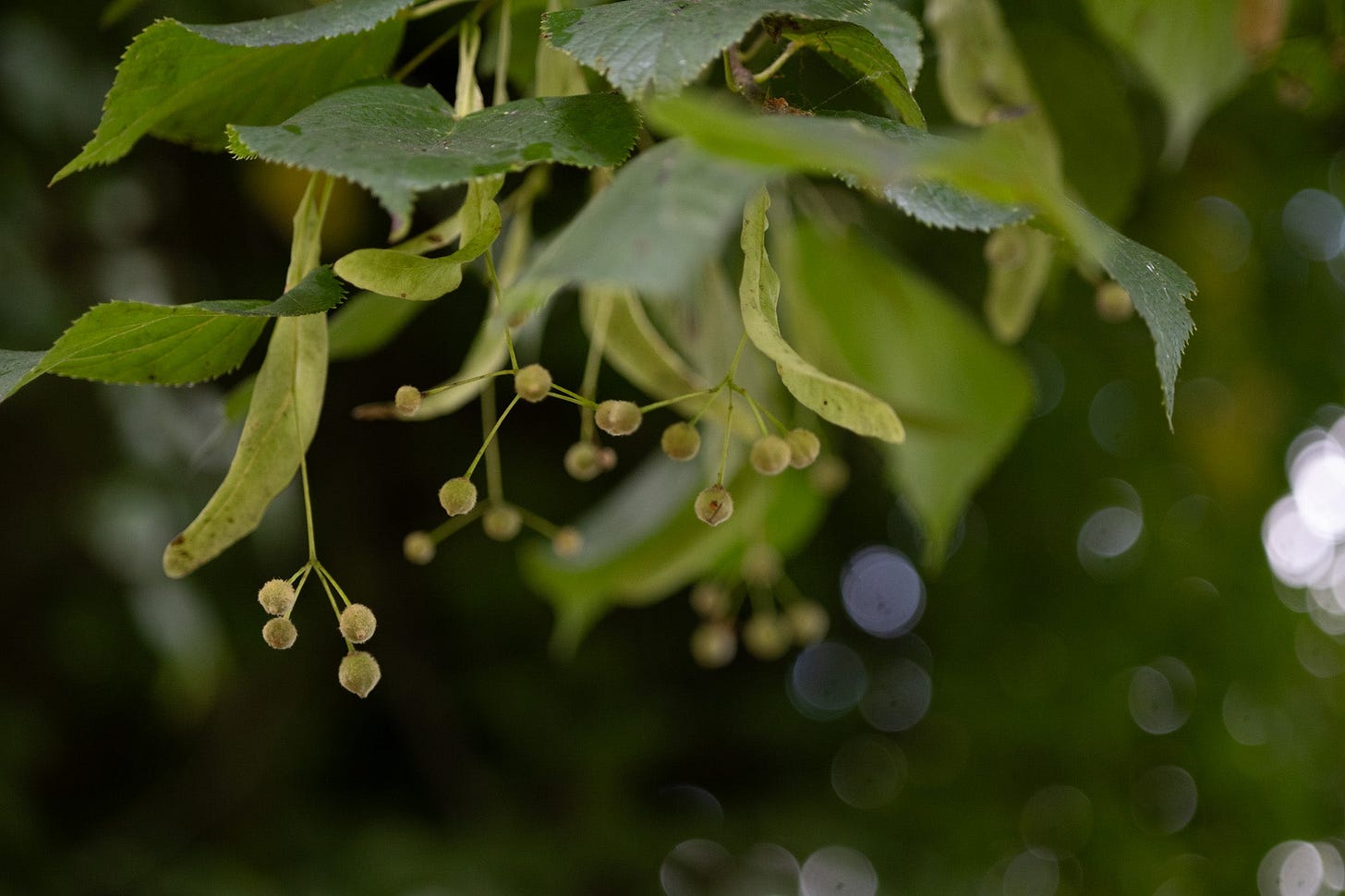 lime tree seeds photo by Hannah Nunn