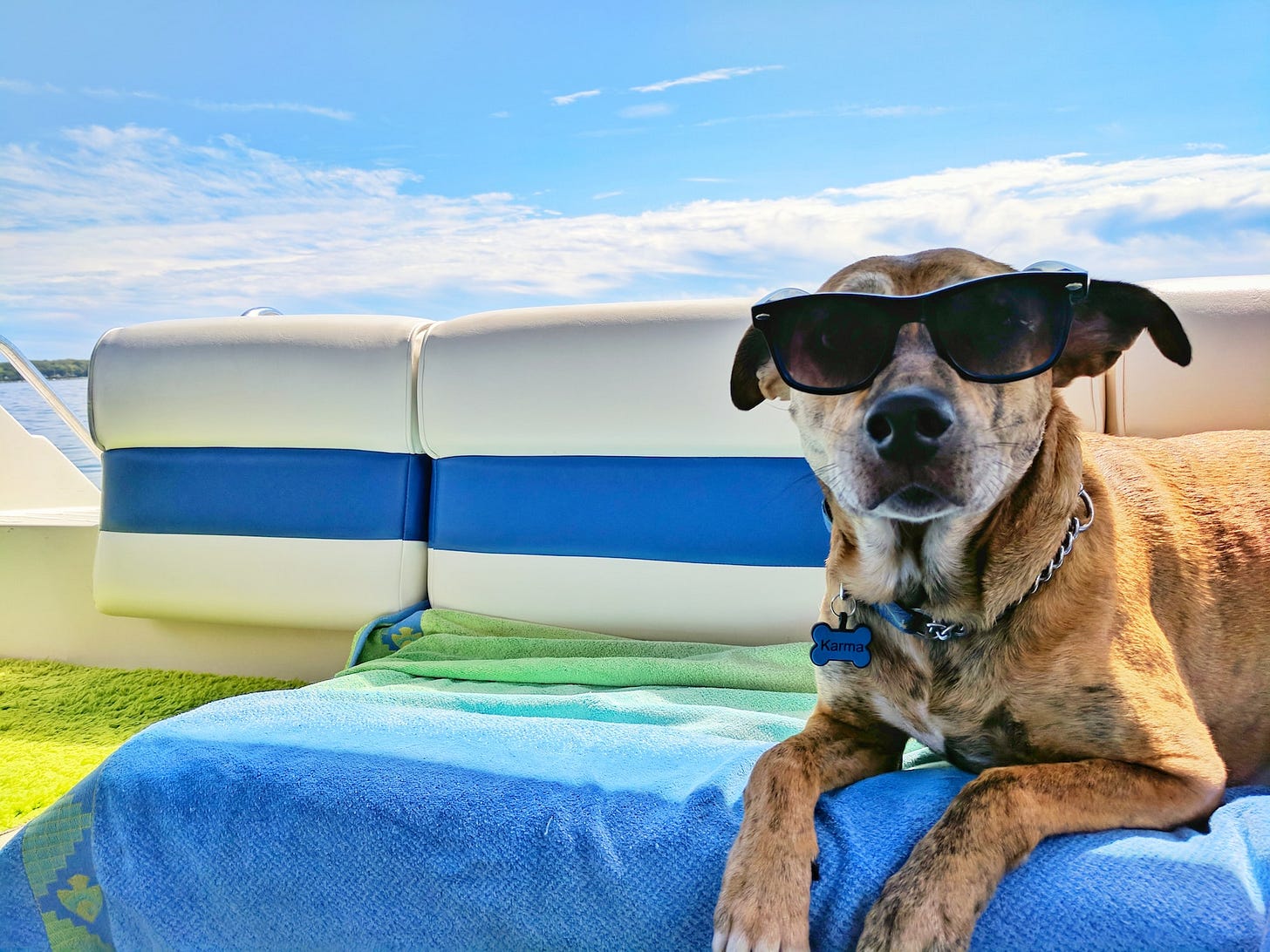 brown dog wearing sunglasses on blue textile brown dog wearing sunglasses on blue textile