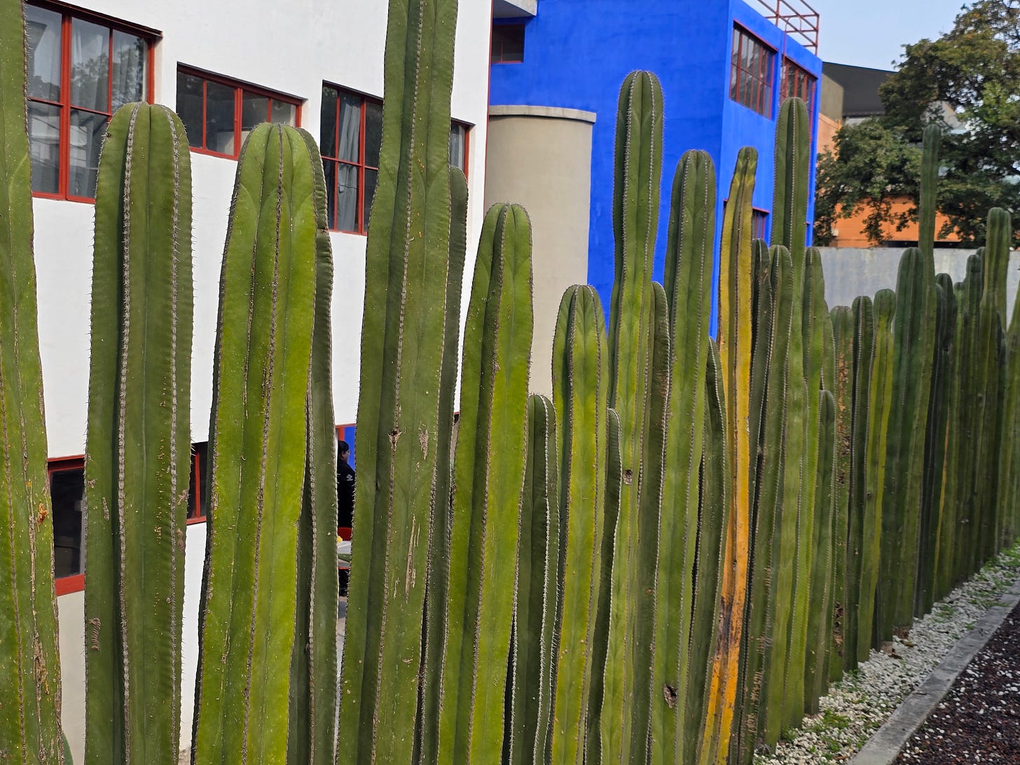 Cacti frame the Museo Casa Estudio Diego Rivera y Frida Kahlo.