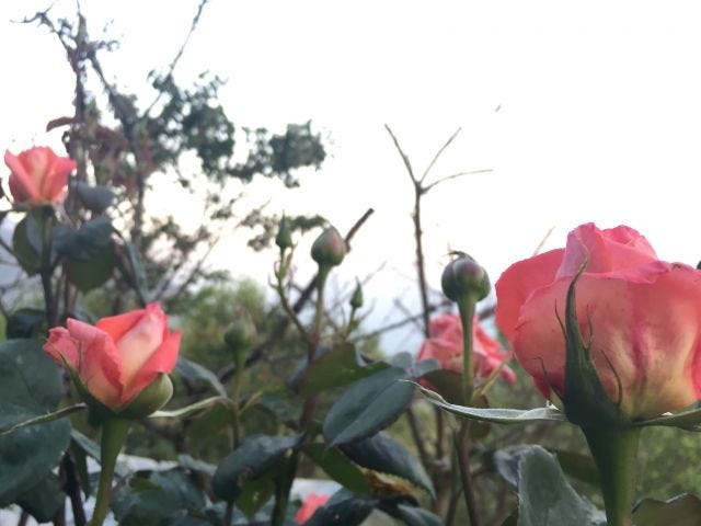 A photograph of roses blooming in a garden A photograph of roses blooming in a garden