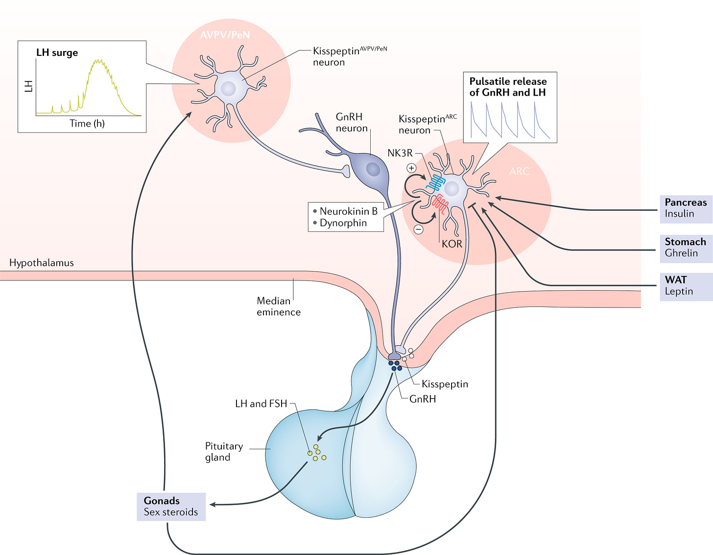 Metabolic regulation of kisspeptin — the link between energy balance and  reproduction | Nature Reviews Endocrinology