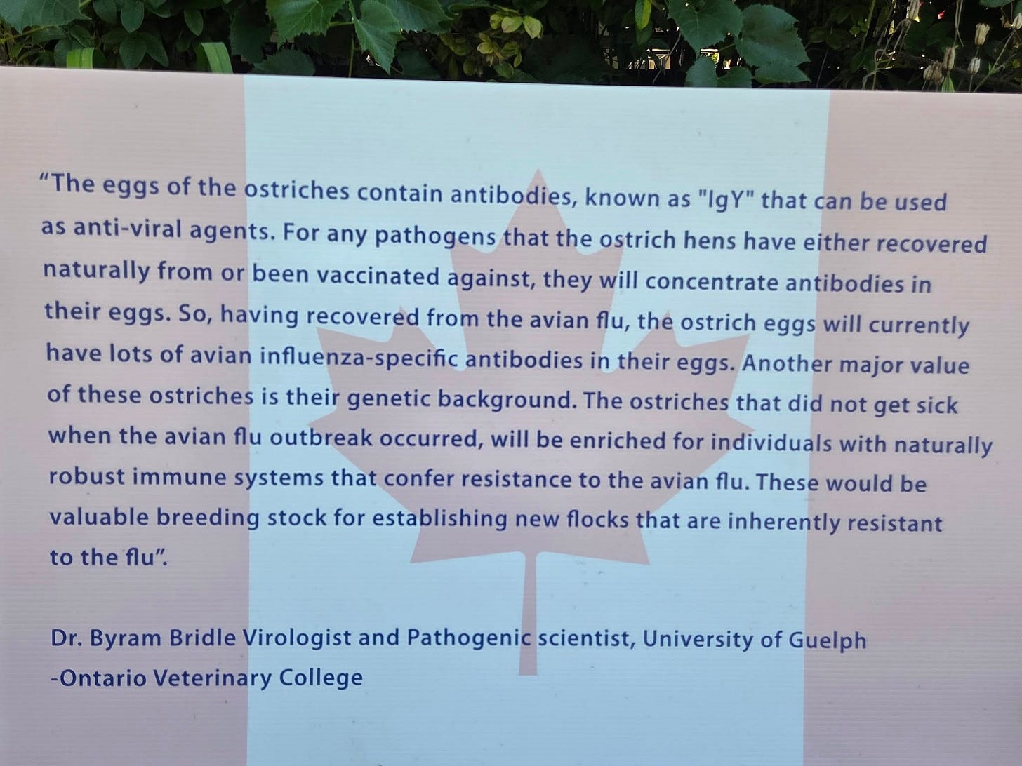 May be an image of text