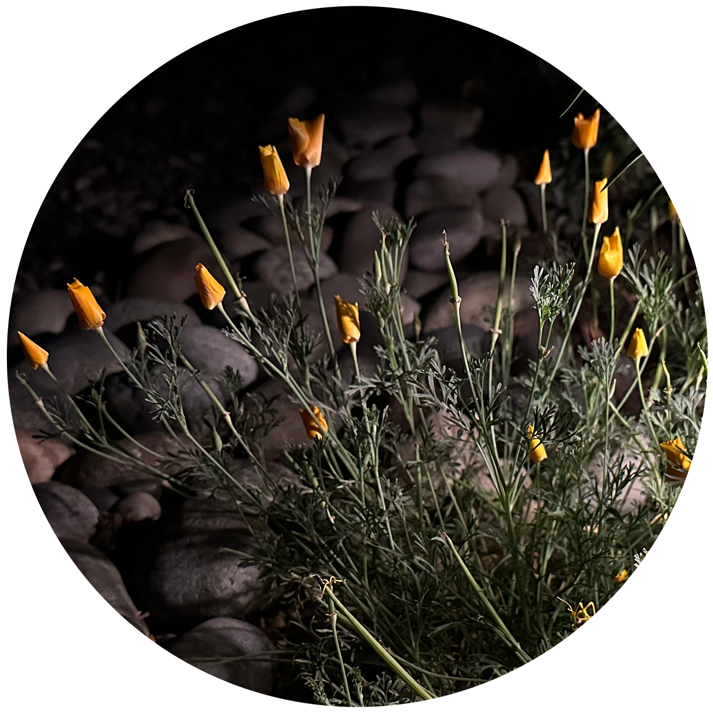 at nighttime, the same poppies have their petals folded in, curled into a cone-shape. The background is dark, but flowers are lit by an unseen nearby lamp.