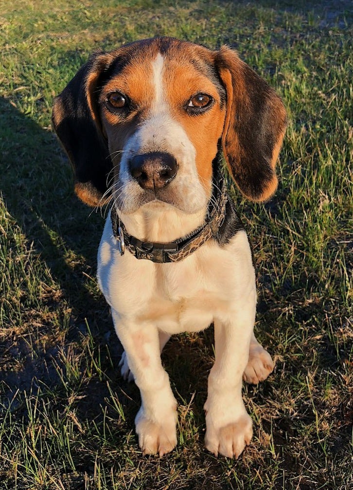 adult white and tan beagle on field