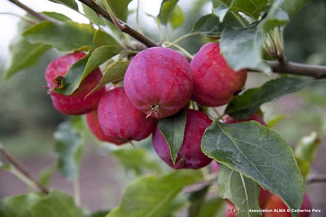 Apple trees and fruit in Tian Shan, Kazakhstan. Source: Catherine Peix, Association Alma