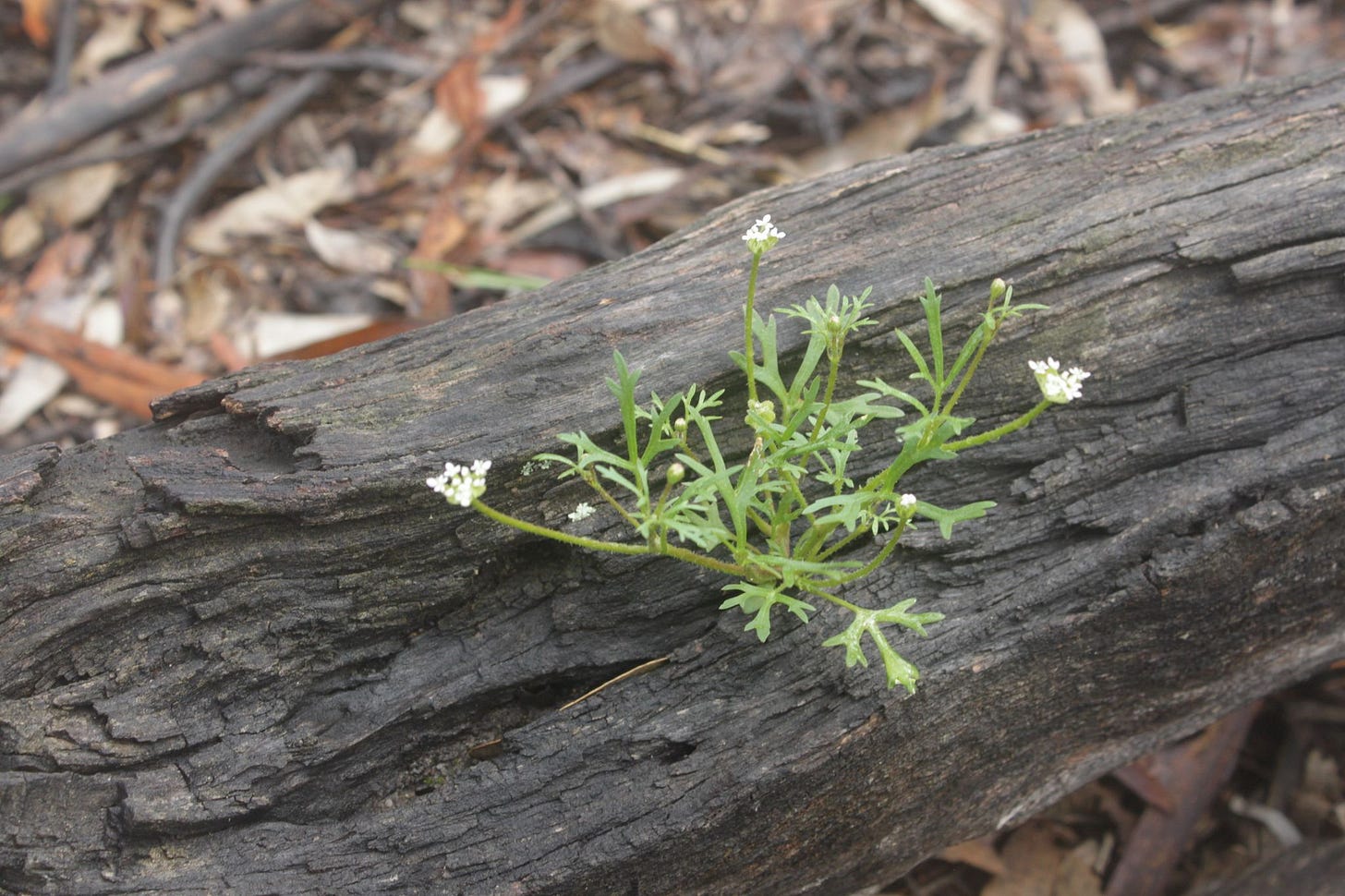 Trachymene pilosa [Dwarf Parsnip - ATLAS].jpeg