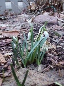 snowdrops snowdrops