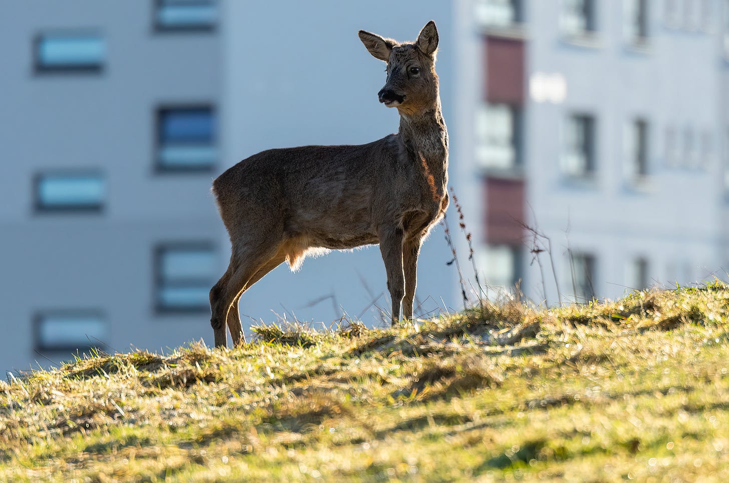 Photo of a roe deer buck standing at the top of a hill with high rise flats in the background