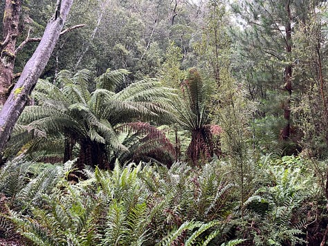 Tasmanian Mountain forest with large tree ferns and a mixed understory. Very green