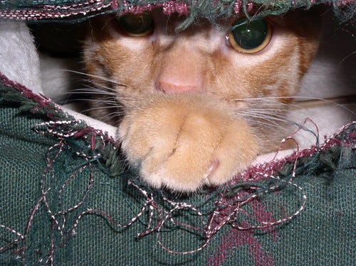 Naughty cat Naughty cat