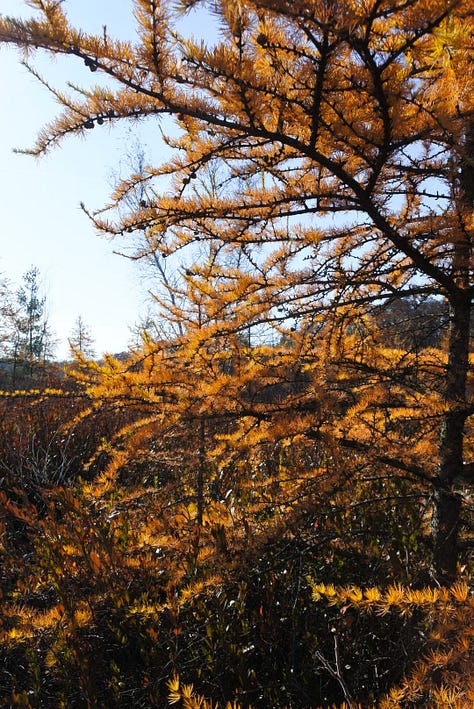 Yellow hickory, red maples, rusty dawn redwood, mixed hardwood forest on Asylum Lake, grapevines, and saffron bog Tamarack.