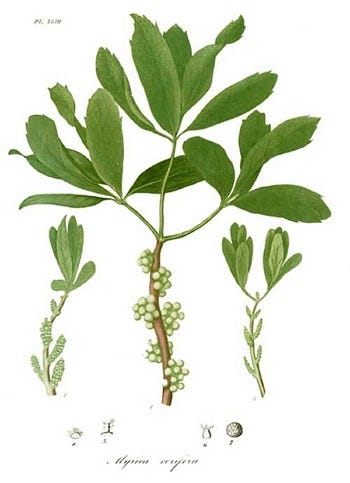 Show 249; Lyonia, Manfreda virginica and Myrica
