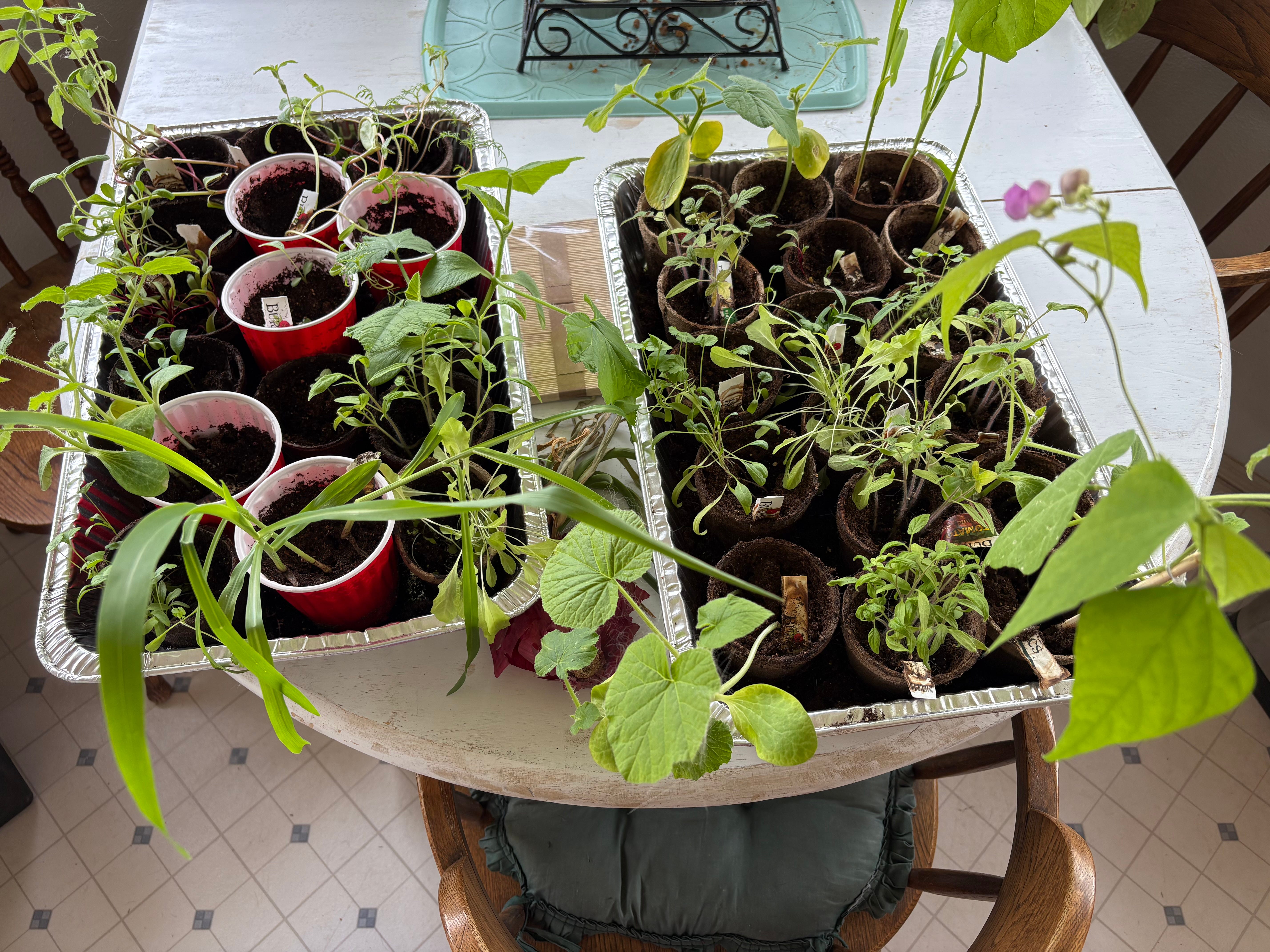 Gardening: a perfect metaphor for how we create in our lives!