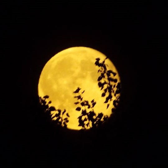 Lea Moonlight\ud83d\udc09\ud83c\udf0c☯️✨\ud83e\ude90