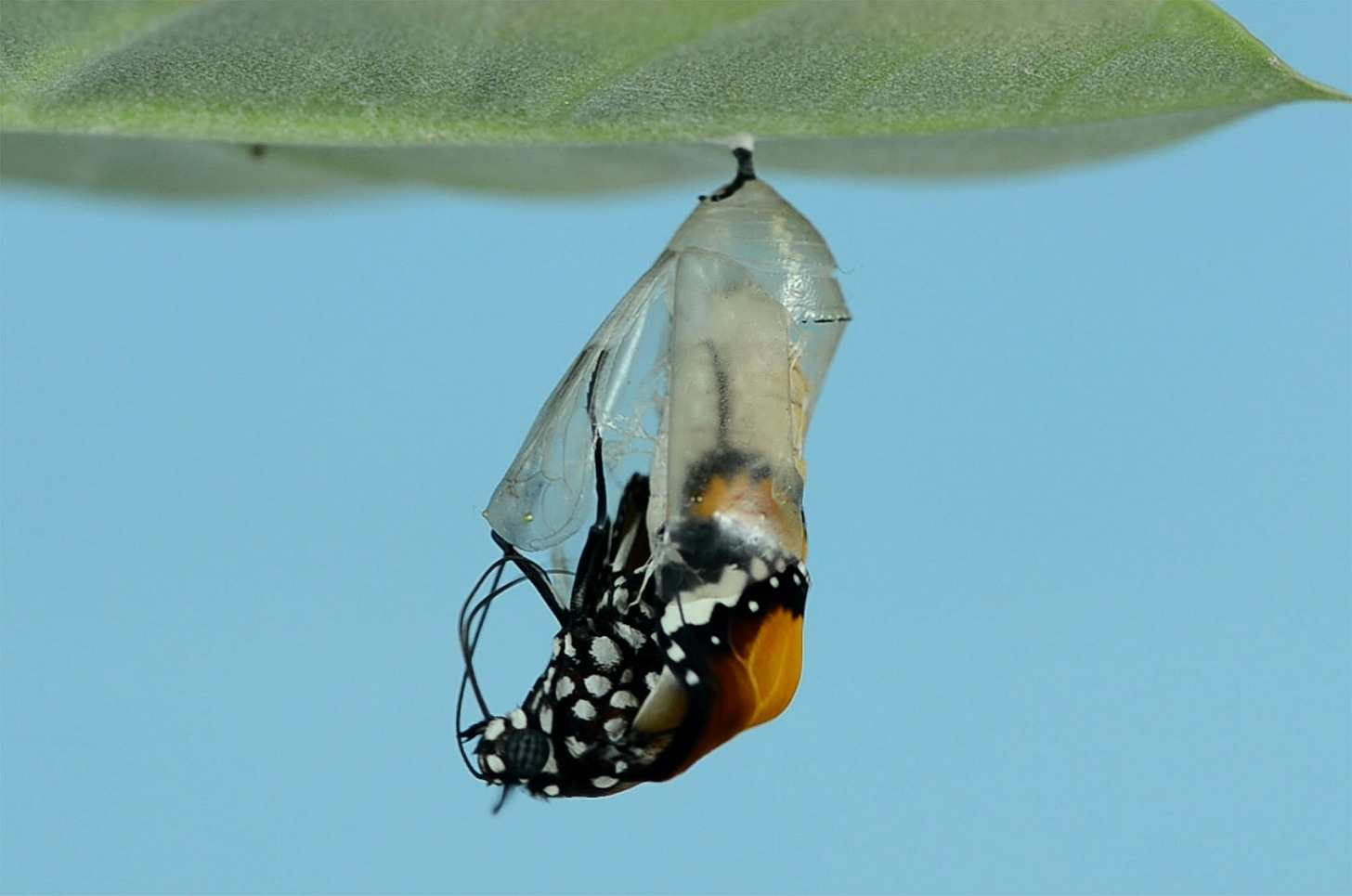 A butterfly mid-emergence from its chrysalis A butterfly mid-emergence from its chrysalis