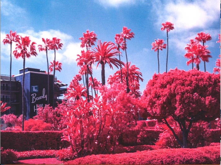 A palm trees and bushes in a garden

Description automatically generated with medium confidence