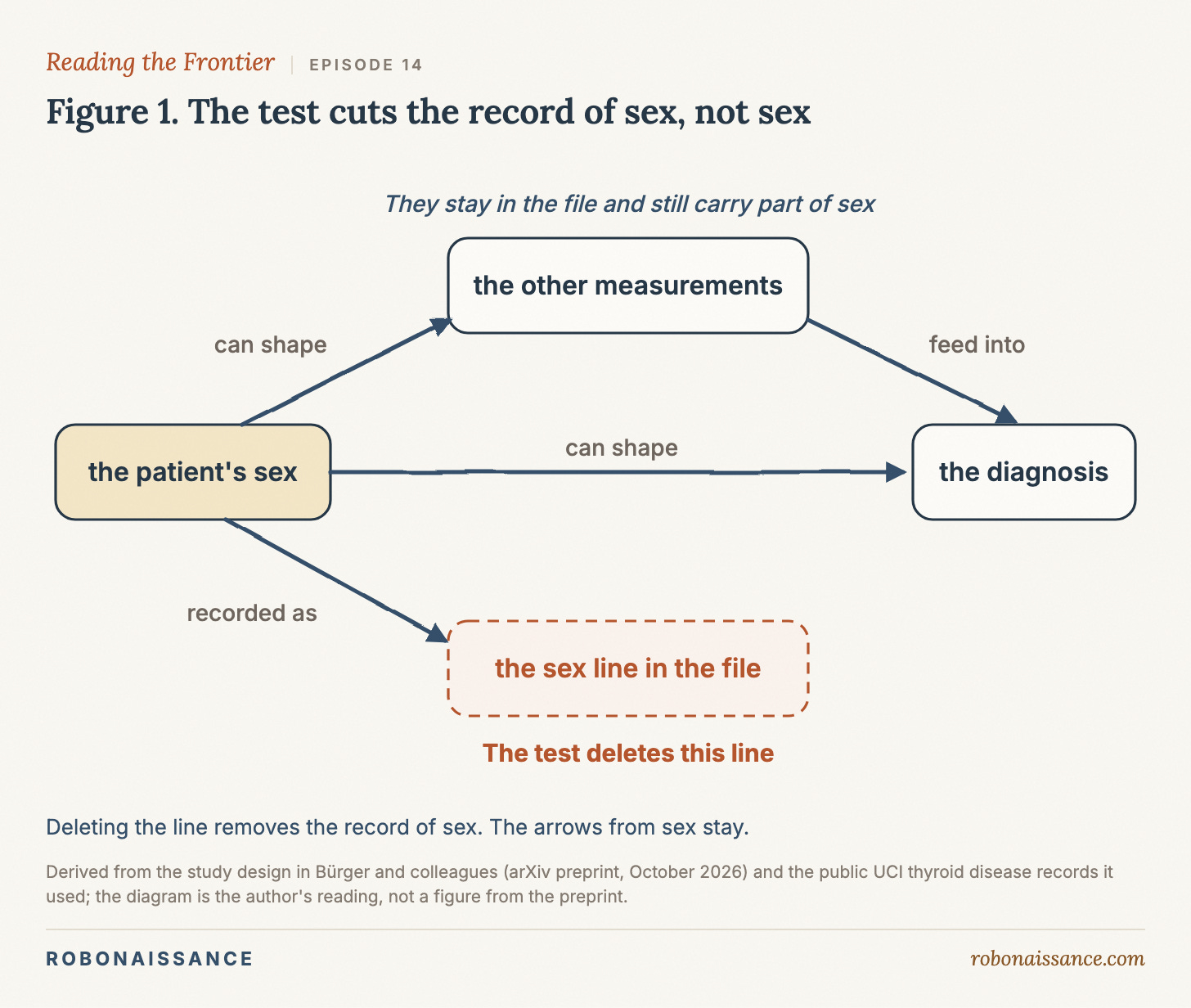 A diagram with four boxes and arrows, drawn left to right. On the left is a box, "the patient's sex". From it, one arrow labelled "can shape" goes to a box at top middle, "the other measurements", which stands for the lab values and yes/no flags in the file. A second arrow labelled "can shape" goes from the sex box to a box on the right, "the diagnosis". An arrow labelled "feed into" goes from the other measurements to the diagnosis. A fourth arrow labelled "recorded as" goes from the sex box down to a box at bottom middle, "the sex line in the file". That box is marked "The test deletes this line". A note on the other measurements box reads "They stay in the file and still carry part of sex". The diagram is the author's reading of the study design, not a figure from the preprint.