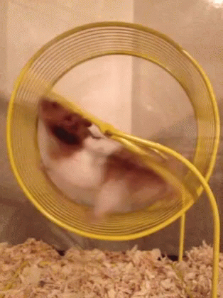 Hamster Wheel GIF - Hamster Wheel Run - Discover & Share GIFs Hamster Wheel GIF - Hamster Wheel Run - Discover & Share GIFs