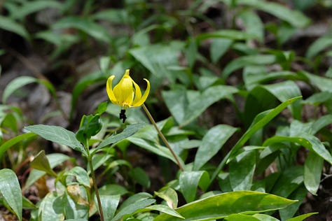 Three photos of small yellow lilies with large dark red anthers and red spots towards the center of the flowers, and lots of mottled green leaves