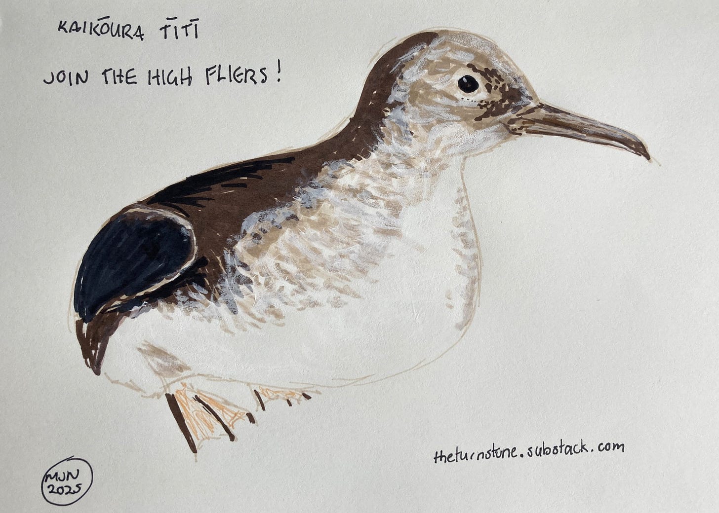 A brown and white seabird with webbed feet, sitting, caption join the high fliers