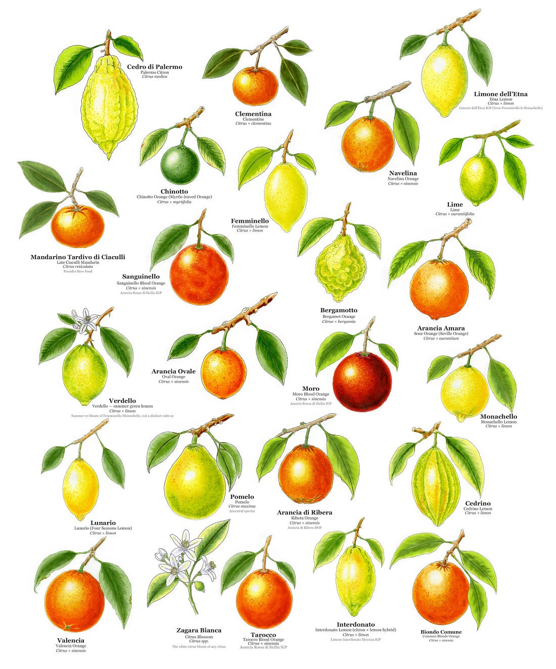 Hand-drawn plate of the citrus fruits of Sicily, twenty-four varieties shown with their branches and leaves Hand-drawn plate of the citrus fruits of Sicily, twenty-four varieties shown with their branches and leaves