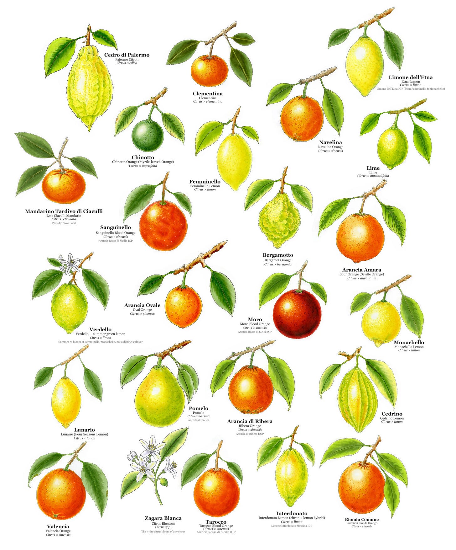 Hand-drawn plate of the citrus fruits of Sicily, twenty-four varieties shown with their branches and leaves Hand-drawn plate of the citrus fruits of Sicily, twenty-four varieties shown with their branches and leaves