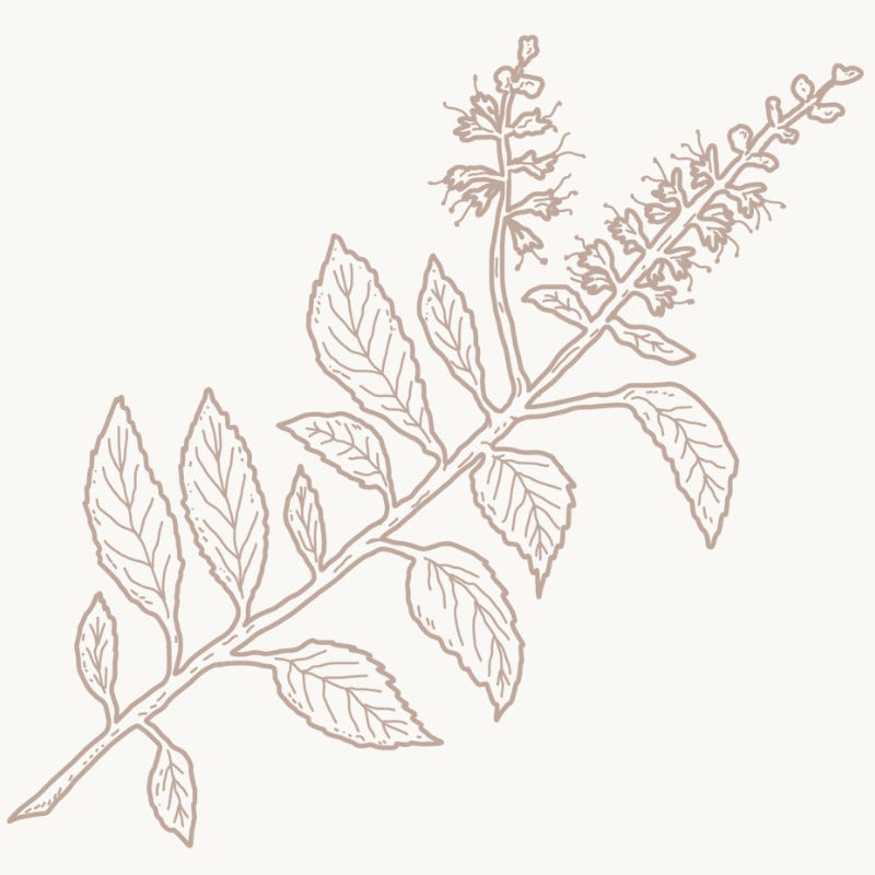 Cultivate Balance | Ayurveda