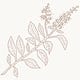 Cultivate Balance | Ayurveda
