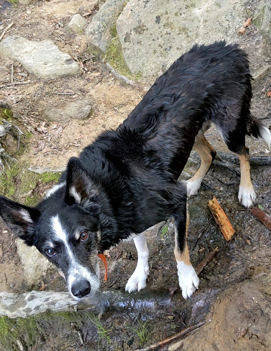 Wet Dog