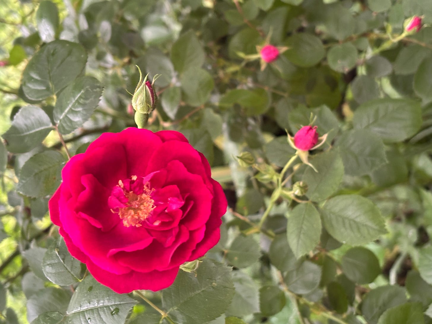 a red rose and three rose buds against green leaves a red rose and three rose buds against green leaves