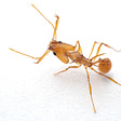 myrmecophil's avatar