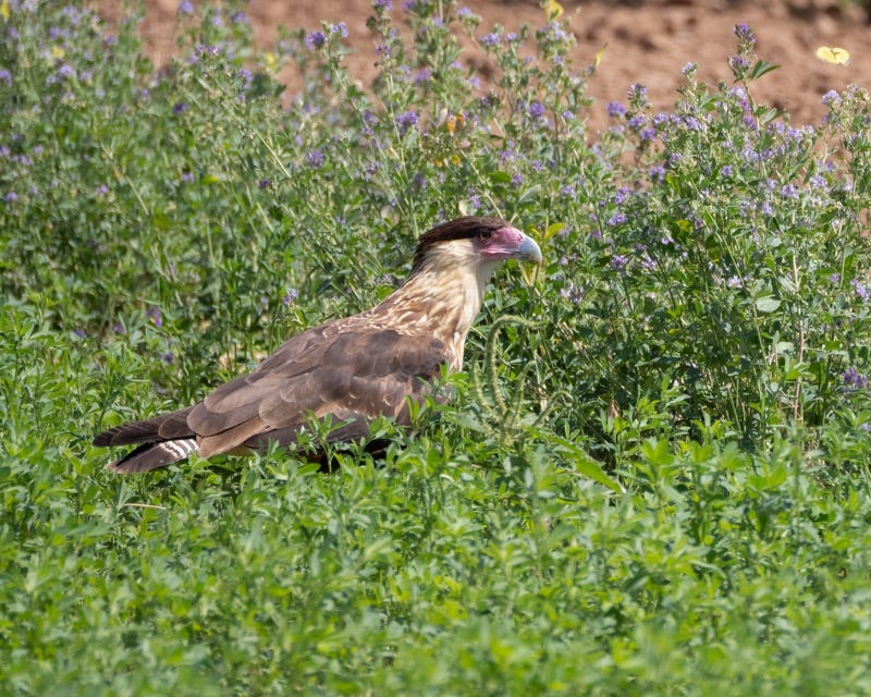 20250818-ElRio-181-Edit.jpg 20250818-ElRio-181-Edit.jpg