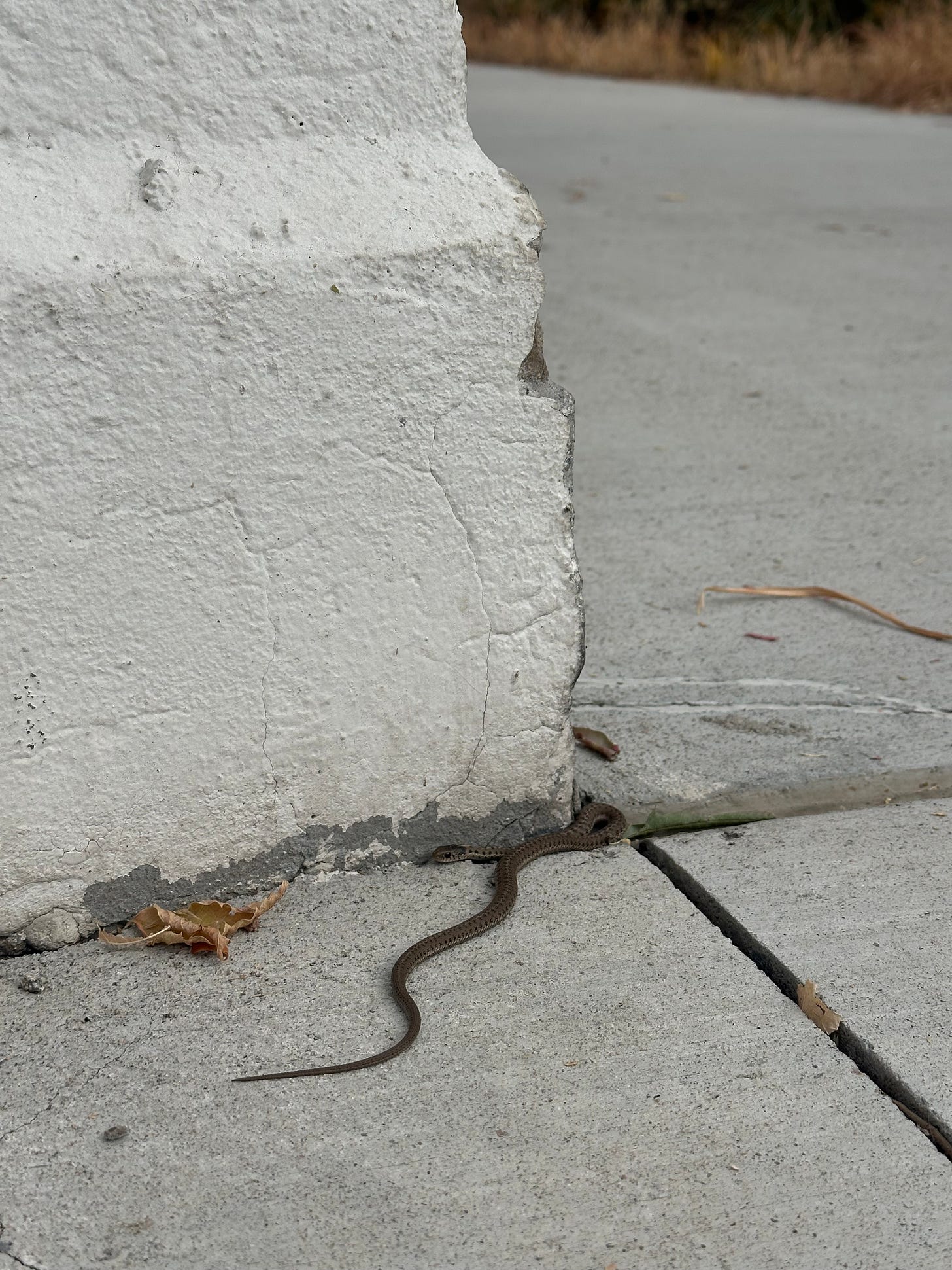 A brown garter snake at a crossroads. The call of the animist child on Spellcast.