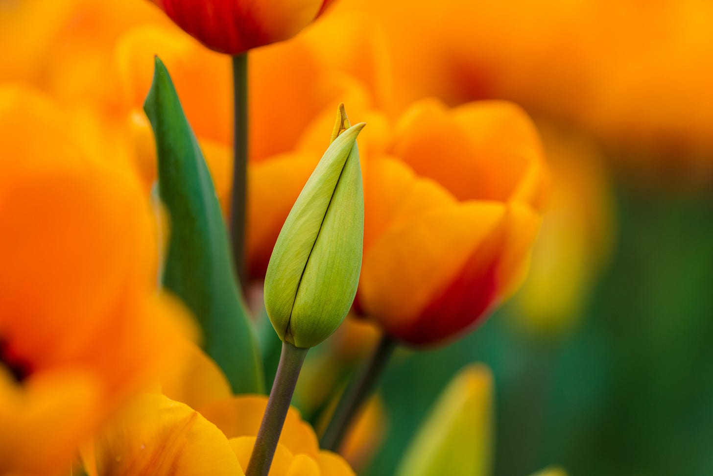 Close up of a closed tulip.