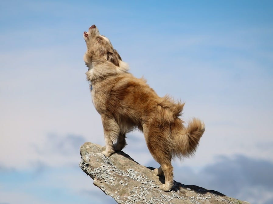 a dog standing on a rock looking up at the sky