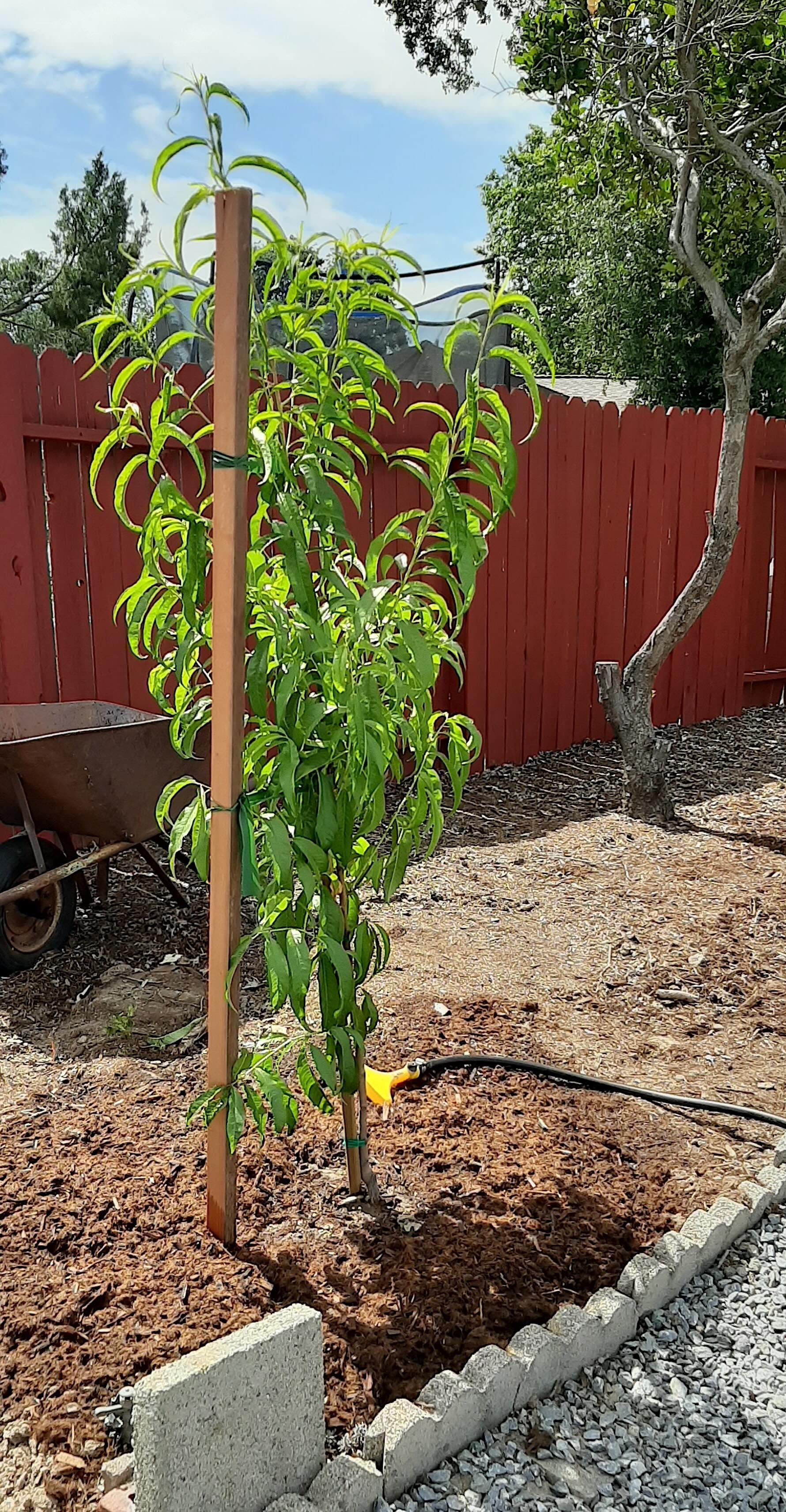 How to Plant a Fruit Tree - by Fred Hoffman