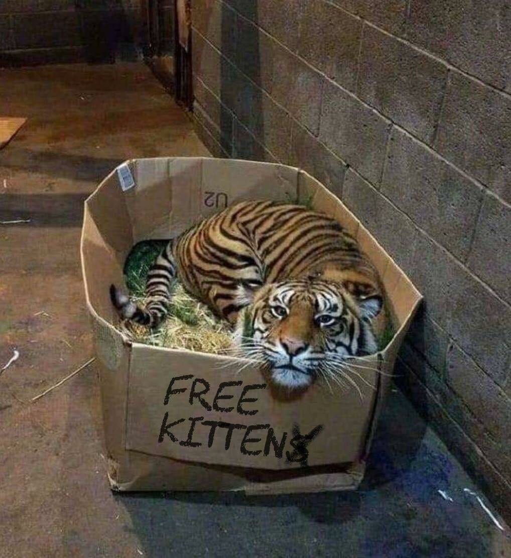 Photograph of a tiger in a zoo enclosure. The tiger is hunkered down in a large cardboard box that has the words "Free Kittens" written on it. The tiger looks to be enjoying itself immensely.