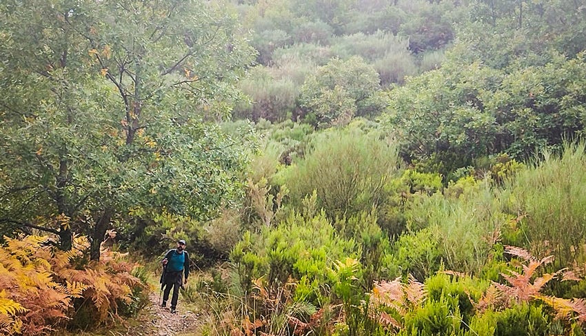Caminante rodeado de vegetación