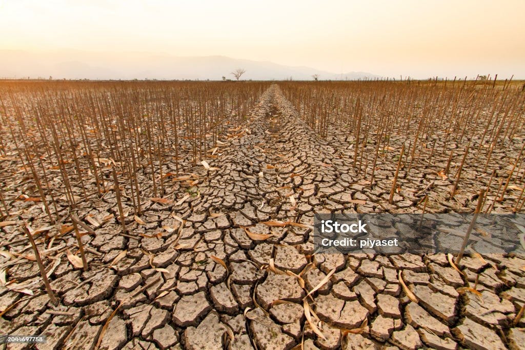 Drought impact on agriculture Dead corn under an orange sky, capturing the eerie silence of a once thriving agriculture crippled by climate change. Drought Stock Photo