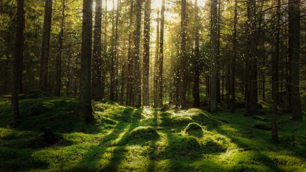 77 600+ bildbanksfoton, bilder och royaltyfria bilder med ...