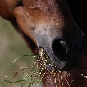 Feed manufacturer calls for help with weight management survey
