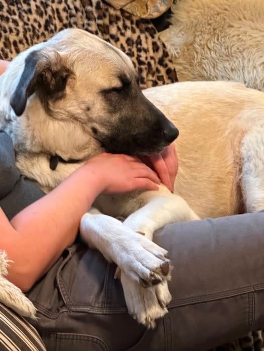May be an image of Great Pyrenees