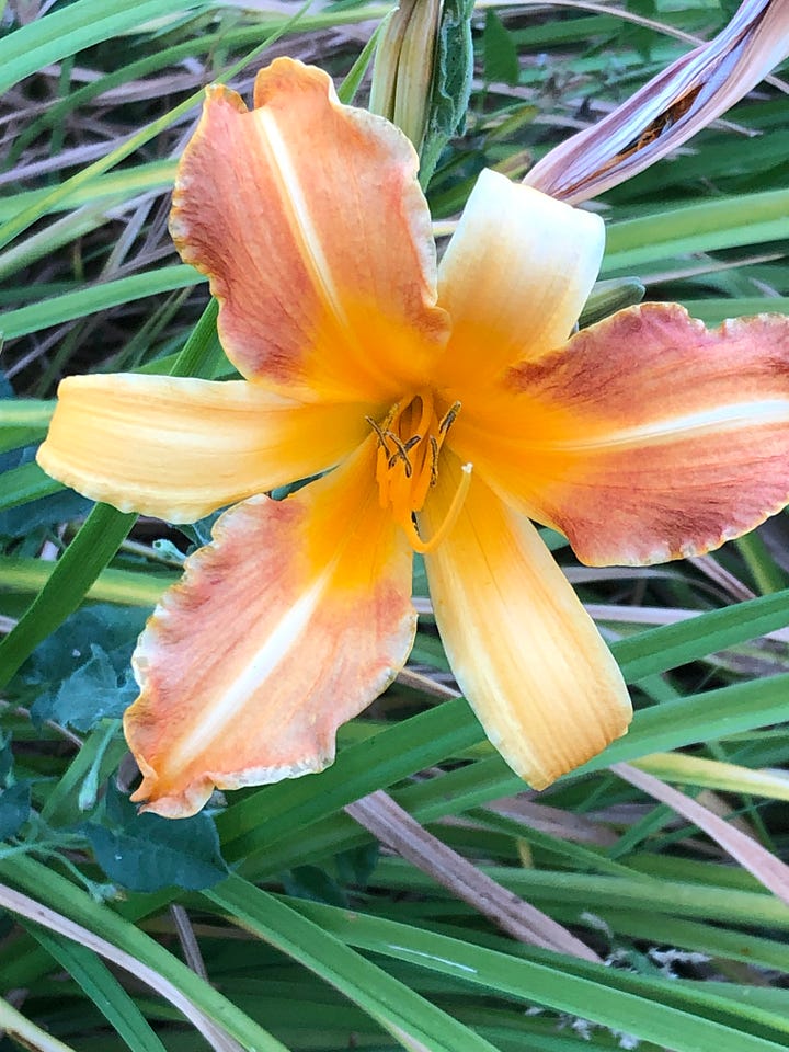 A yellow-peach and a pink day lily in full bloom.