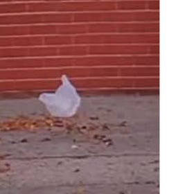 The Feather and the Bag