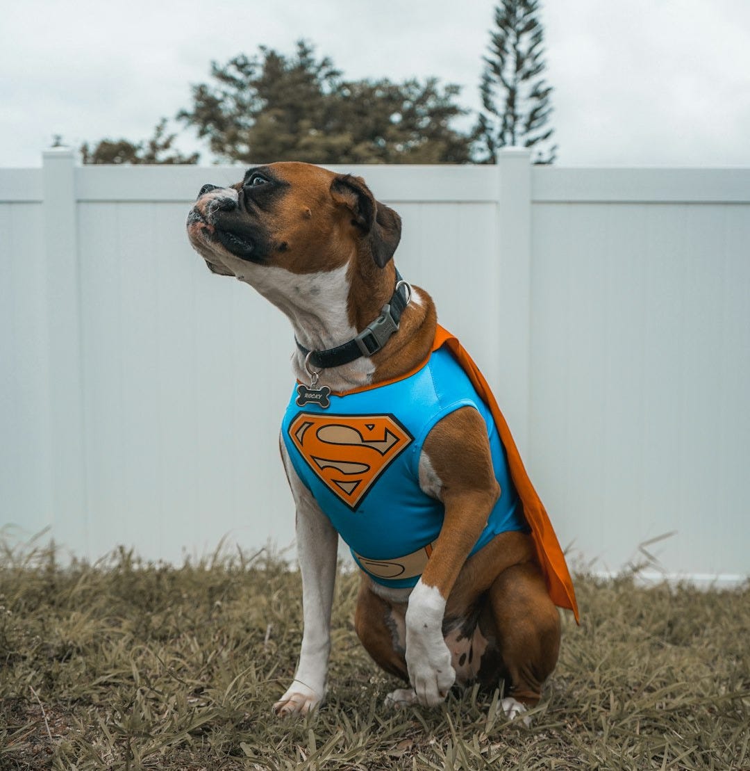 dog wearing Superman costume