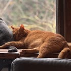 Finding gratitude when it’s hard to be grateful