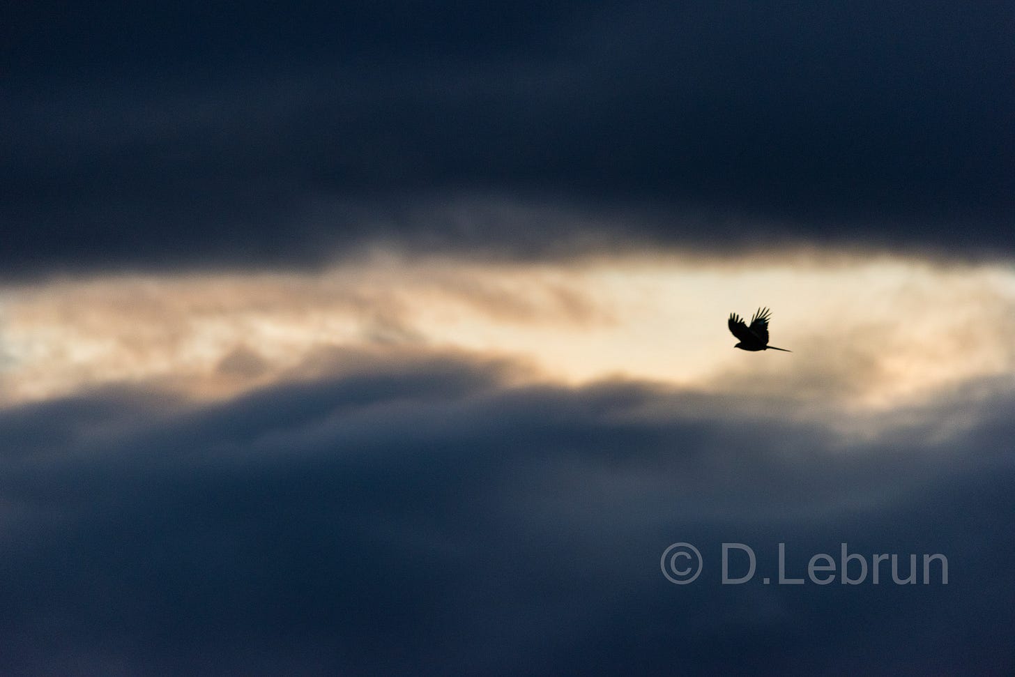 The number of Red kites is declining in France, due to industrial agriculture, expansion of infrastructure and less prey, 2023 (photo/Dorothee Lebrun).  